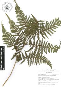 Macrothelypteris torresiana image